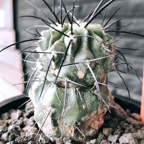 copiapoa cinerea ver.dealbata《M size》※現地球発根後店主国内管理7年株※上質黒士冠‼︎長い黒棘に現地球株が故のwild肌質が堪らない※mad black pot植え