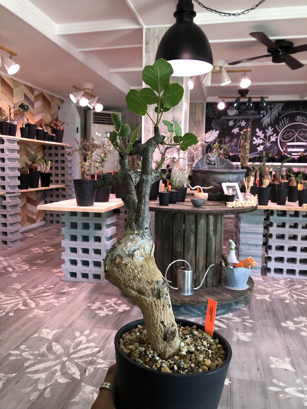 エボリスピナ・コミフォラグイドッティ 現地球 commiphora guidotti《L size》 | plants holic