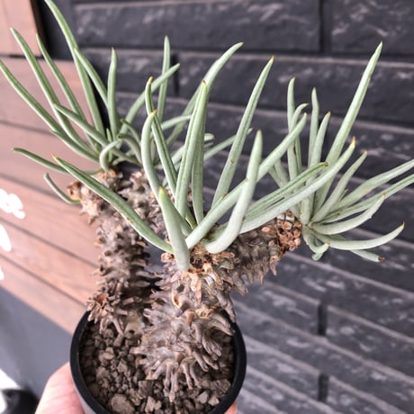 tylecodon  wallichii  和名＝奇峰錦《大きめM size》※現地球発根後店主管理5年株※美しく大きめで低重心良樹形な一株※ mad black pot植え