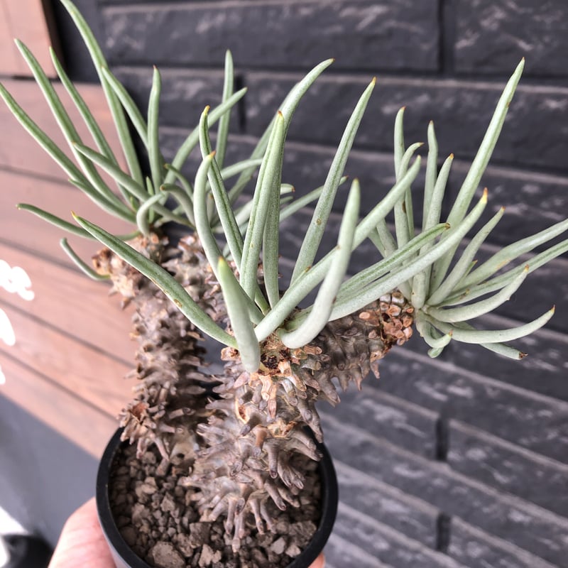 tylecodon wallichii 和名=奇峰錦《大きめM size》※現地球発根 tylecodon wallichii 和名=奇峰錦《大きめM size》※現地球発根