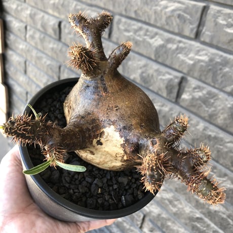 pachypodium gracilius《 L size》偏平&極ぼってり樹形に現地焼け肌※現地球発根後店主国内管理2年株※bigで最高にweight低き装い※mad black pot植え
