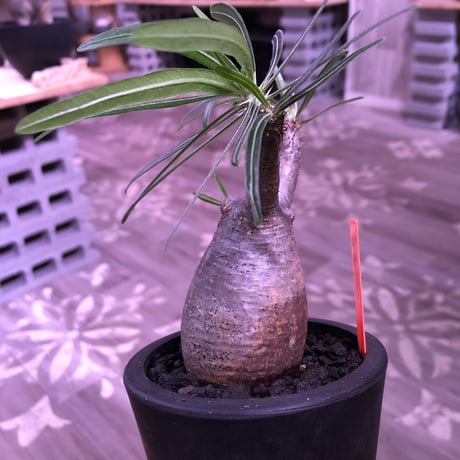 packypodium  gracilius（S size）限定1株　※現地球発根済み株‼︎  ※可愛過ぎる卵型forme‼︎ 脇枝も展開中※mad black pot植え