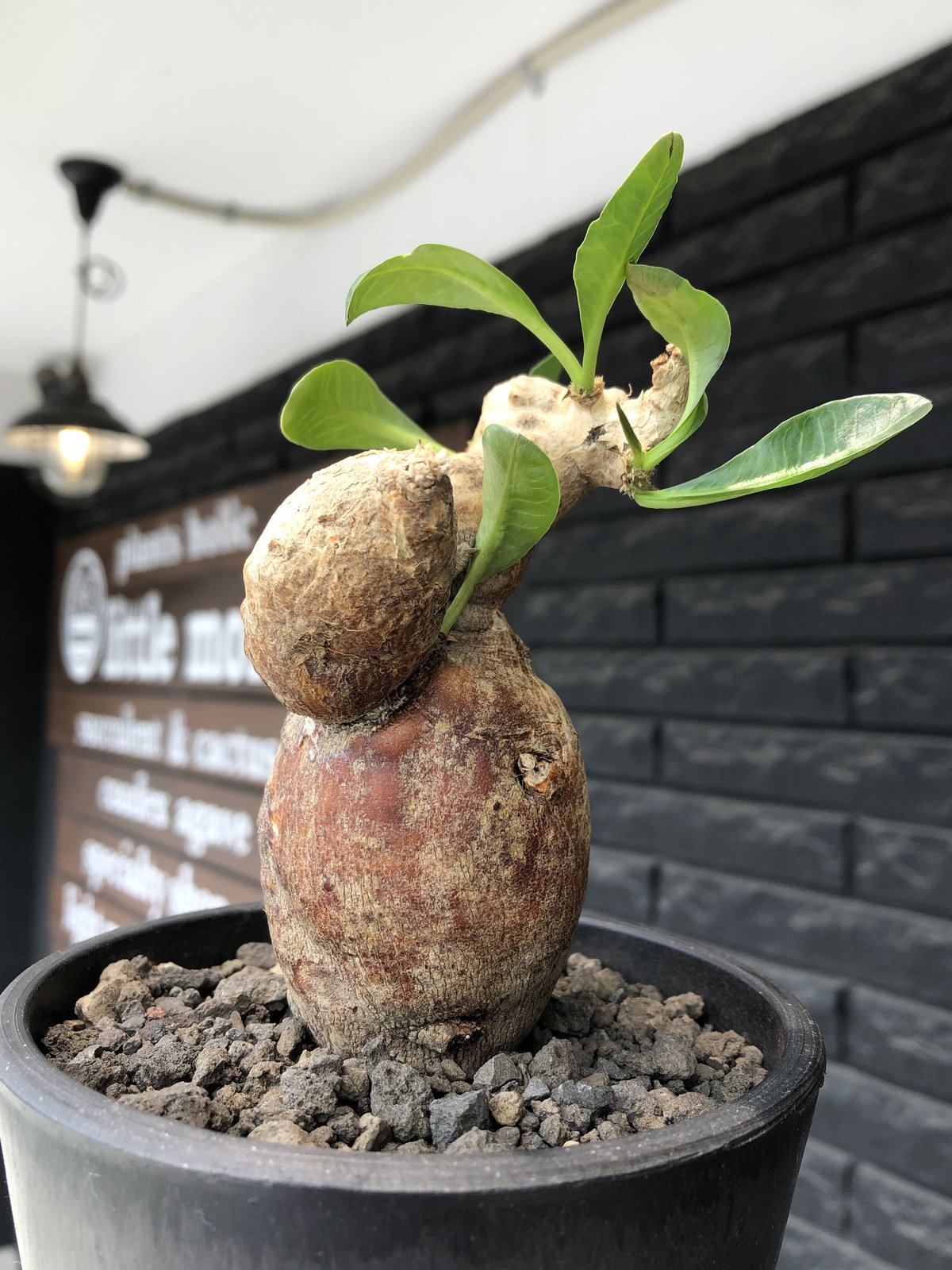 euphorbia subapoda《LL size》※現地球株発根済※中々見かけない 