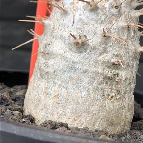 pachypodium  namaquanum 光堂《大きめM size》littmon seed🌱※ちょうど良き手乗りサイズ感の樹形バランスも良き一株‼︎※mad black bowl pot植え