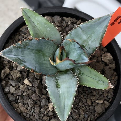 agave titanota blue《小さめM size》選抜株※現地球株発根済※今季の成長が楽しみな纏まり締まりも良き一株‼︎※mad black pot植え