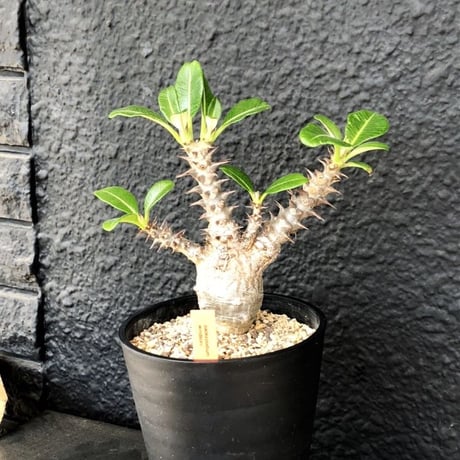 packypodium   windsorii《M size》店主個人株