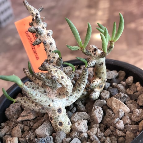 tylecodon buchholzianus《M size》※大変綺麗で繊細な品種‼︎※mad black pot植え