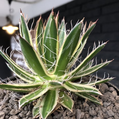 agave filifera ssp.schidigera班入り《大きめM size》※現地球発根後店主国内管理2年株※ボリューム感&美しさ&締まり良き一株※mad black bowl pot植え