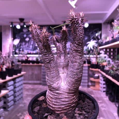 packypodium  gracilius《M  size》※現地球発根済株‼︎※しっかり発根したボコボコ&筋筋強きbalance良きグラキ‼︎※mad black pot植え