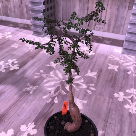 opercullicarya   decaryi  littmon  seed🌱  《5年株》mad  black  pot植え （限定1株）※当店実生デカリー最高株元size‼︎