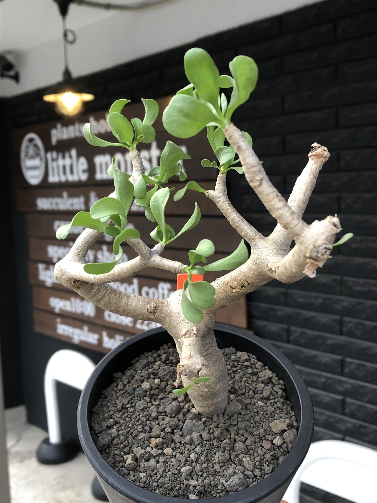 othonna furcata《M size》極白肌&極太幹株※現地球発根後店主国内管理3