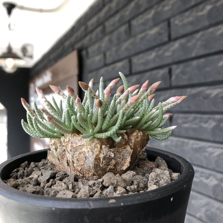 avonia  alstonii《XL size》※現地球発根後店主国内管理13年株※年代物且つ驚愕big株‼︎二度と手に入らないサイズ感‼︎ver.white花※ mad black pot植え