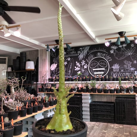 希少‼︎dorstenia   gigas《極太LL size》※発根済株※極太ぼってり株元&幹にこのweightの低さが堪らない最高品質な一株※mad black bowl pot植え