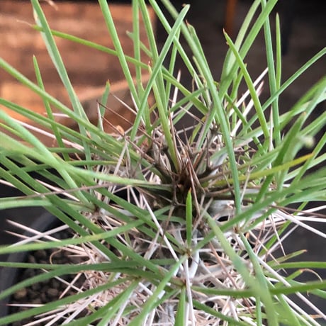didierea  madagascariensis《大きめM size》※希少種‼︎※現地球株発根済※シルバーの棘に覆われたワイルドさと凛と涼しげに垂れ下がる葉が魅力※black  pot植え