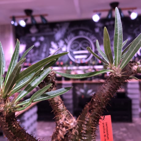 packypodium gracilius《大きめM size》W-he'd株※現地球発根済株※店主国内管理3年株※アシンメトリー且つ肌質＆colorも美しい一株※mad black pot植え