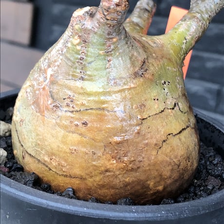 pachypodium gracilius《大きめM size》極ぼってり低重心樹形&現地焼け肌※現地球発根後店主国内管理4年株※丸みも強く極めて低重心ぼってり樹形※mad black pot植え