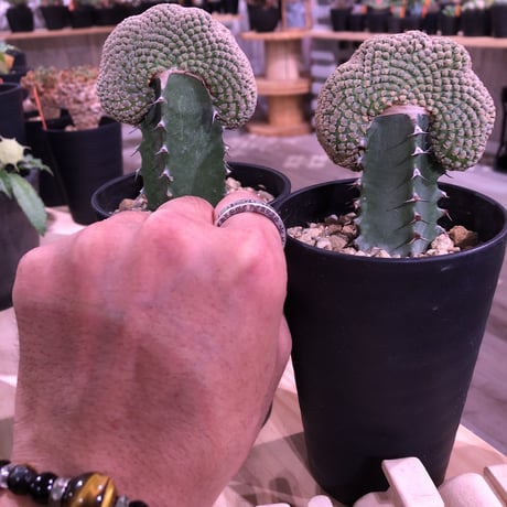 euphorbia    piscidermis《綴化接木》希少株   かなりマニアの中では人気種なレア株※限定2株