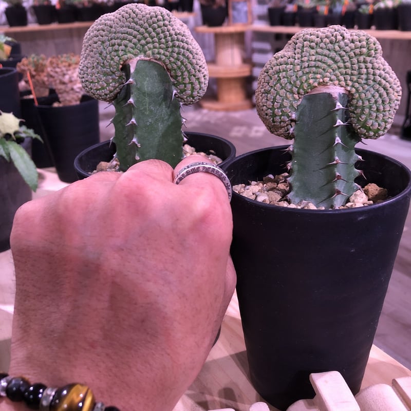 euphorbia piscidermis《綴化接木》希少株 かなりマニアの中では