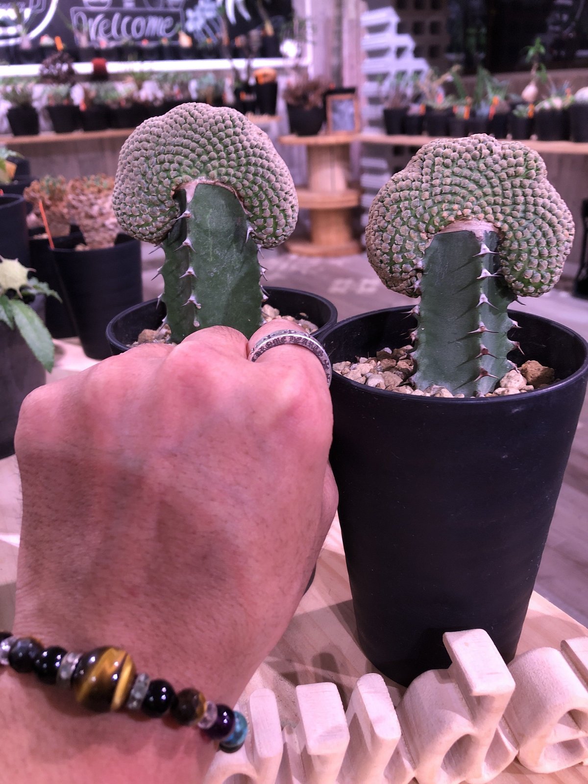 euphorbia piscidermis《綴化接木》希少株 かなりマニアの中では