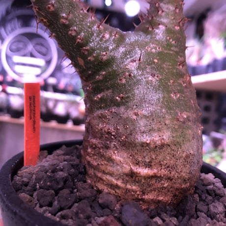 packypodium  gracilius《M  size》※現地球発根済株‼︎※短枝の為、丈も短くぼってり樹形な上、激希少‼︎グリーン肌な激レア株‼︎※mad black pot植え