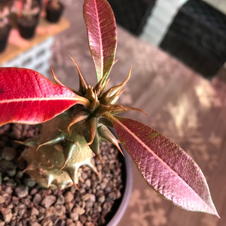 pachypodium  baronii《大きめM size》※激希少‼︎現地球発根済株※現地らしい荒いstuds棘に肌質‼︎weight低めな良樹形株※mad black pot植え