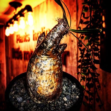 packypodium  gracilius《S  size》※現地球発根済株※堪らなく特化した驚愕株‼︎現地焼け激しいyellow-goldグラキ‼︎※mad black bowl pot植え