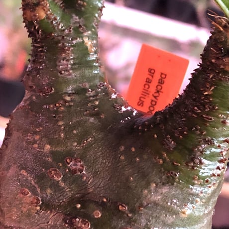 pachypodium  gracilius《小さめM size》希少green肌＆ニ頭枝株※現地球発根済株※店主国内管理2年株※極色もニ頭枝も樹形も三拍子※mad black pot植え