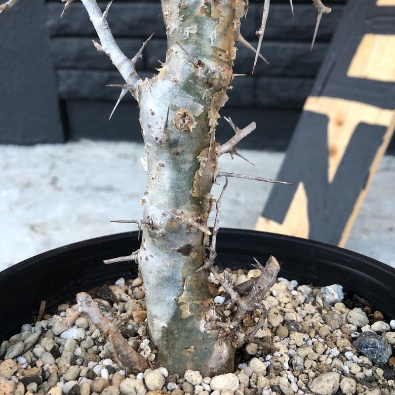 commiphora simplicifolia《L size》シルバーの枝と棘‼︎ |