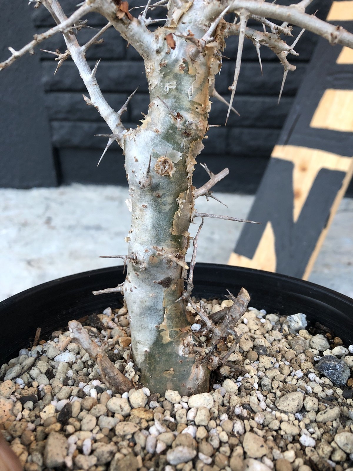 commiphora simplicifolia《L size》シルバーの枝と棘‼︎ | ...