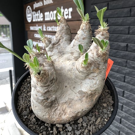 packypodium  eburneum《大きめL  size》※現地球発根済株※wild過ぎる肌質とmonster級の特化した樹形に興奮‼︎※浅鉢植え