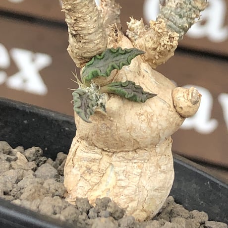 euphorbia tulearensis《 M size》※現地球発根後店主国内管理3年株※驚愕‼︎希少性激高塊根ユーフォルビア‼︎balance良き一株※mad black pot植え