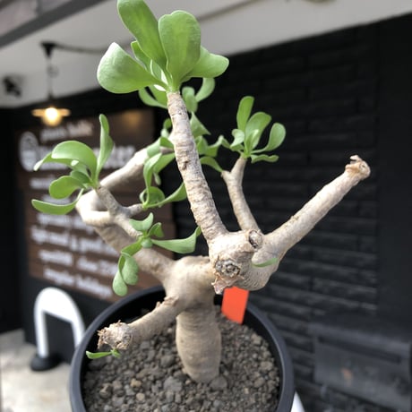 othonna furcata《M size》極白肌&極太幹株※現地球発根後店主国内管理3年株※極美白肌且つ小振りで丁度良きサイズ感※mad black pot植え