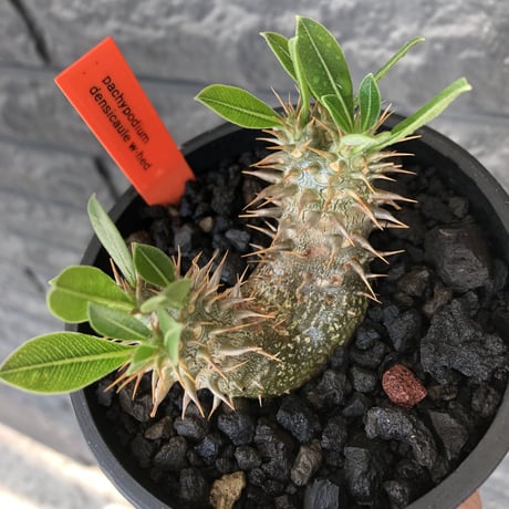 pachypodium densicaule ｗ-he'd恵比寿大黒《M size》※littmon seed🌱※恵比寿大黒らしからぬ双頭株のかわいい一株※mad black bowl pot植え