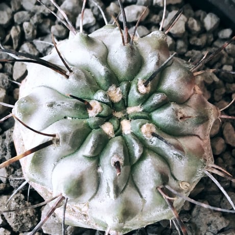 copiapoa cinerea ver.dealbata《M size》※現地球発根後店主国内管理8年株※上質黒士冠‼︎長い黒棘にwild肌質が堪らない※mad black bowl pot植え
