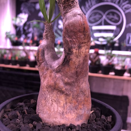 packypodium  inopinatum《小さめM size》※現地球発根済株※美術的レベル高き樹形＆現地焼け表皮且つ細く繊細な葉を持つかわいいイノピ※mad black pot植え