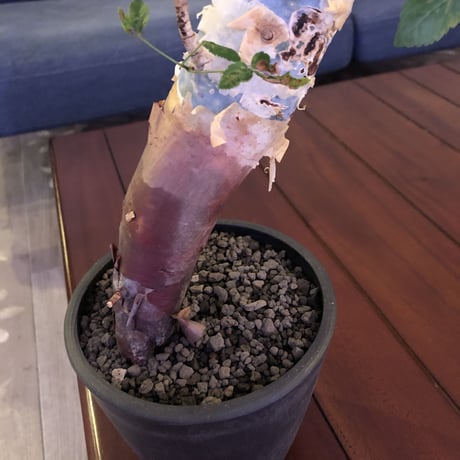 commiphora  africana《L size》※mad black pot植え　vintage感出過ぎなこの佇まいが堪らない１株‼︎　※発根芽吹き済み株