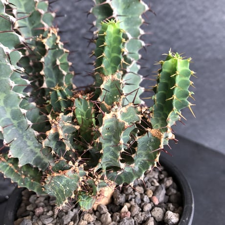 euphorbia  tortirama《L size》※極上株‼︎極太多肉質葉をwildに捻りながら展開‼︎寒さにも強い強靭トルチラマ‼︎花付きも良く激オススメ株※mad black pot植え