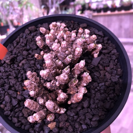 monilaria   pisiformis《S  size》※モニラリア属　最上位種　激希少群生株 ※冬型caudex‼︎   ※浅鉢植え