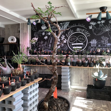 commiphora   monstrosa《 M  size》※現地球発根済株※店主国内管理3年株※weight低く枝振りも抜群な良樹形モンスト‼︎※mad black pot植え