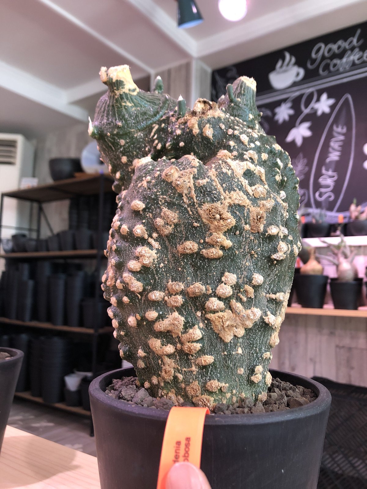 adenia globosa《L size》※現地球発根済株※大変良きぼってり樹形&立体的