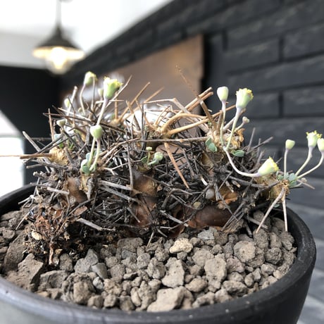othonna  euphorbioides《M size》black肌※現地球発根後店主国内管理3年株※低重心weight低く堪らない良樹形※mad black bowl pot植え