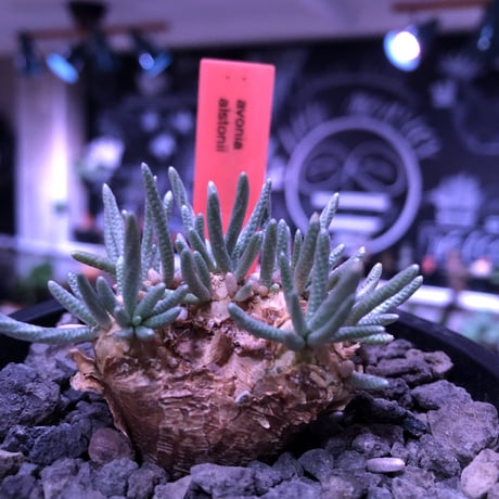 avonia   alstonii《大きめM size》※大きめ塊根の葉のしなやかさと愛くるしさ満点な堪らない冬の人気者‼︎※ mad black pot植え