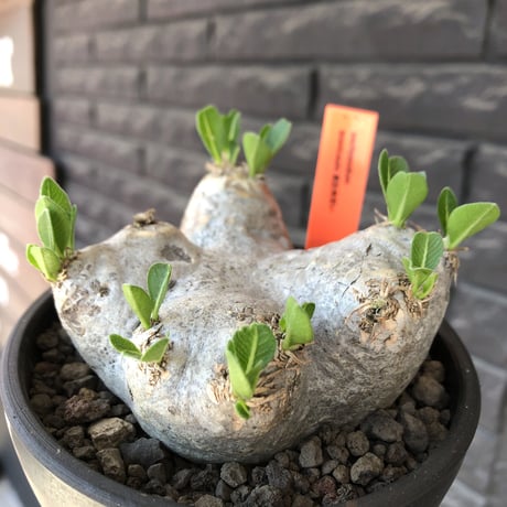 pachypodium  brevicaule恵比寿笑い《M size》※現地球発根後店主国内管理3年株※美しい肌を持つ手乗りサイズ感‼︎※mad black bowl pot植え