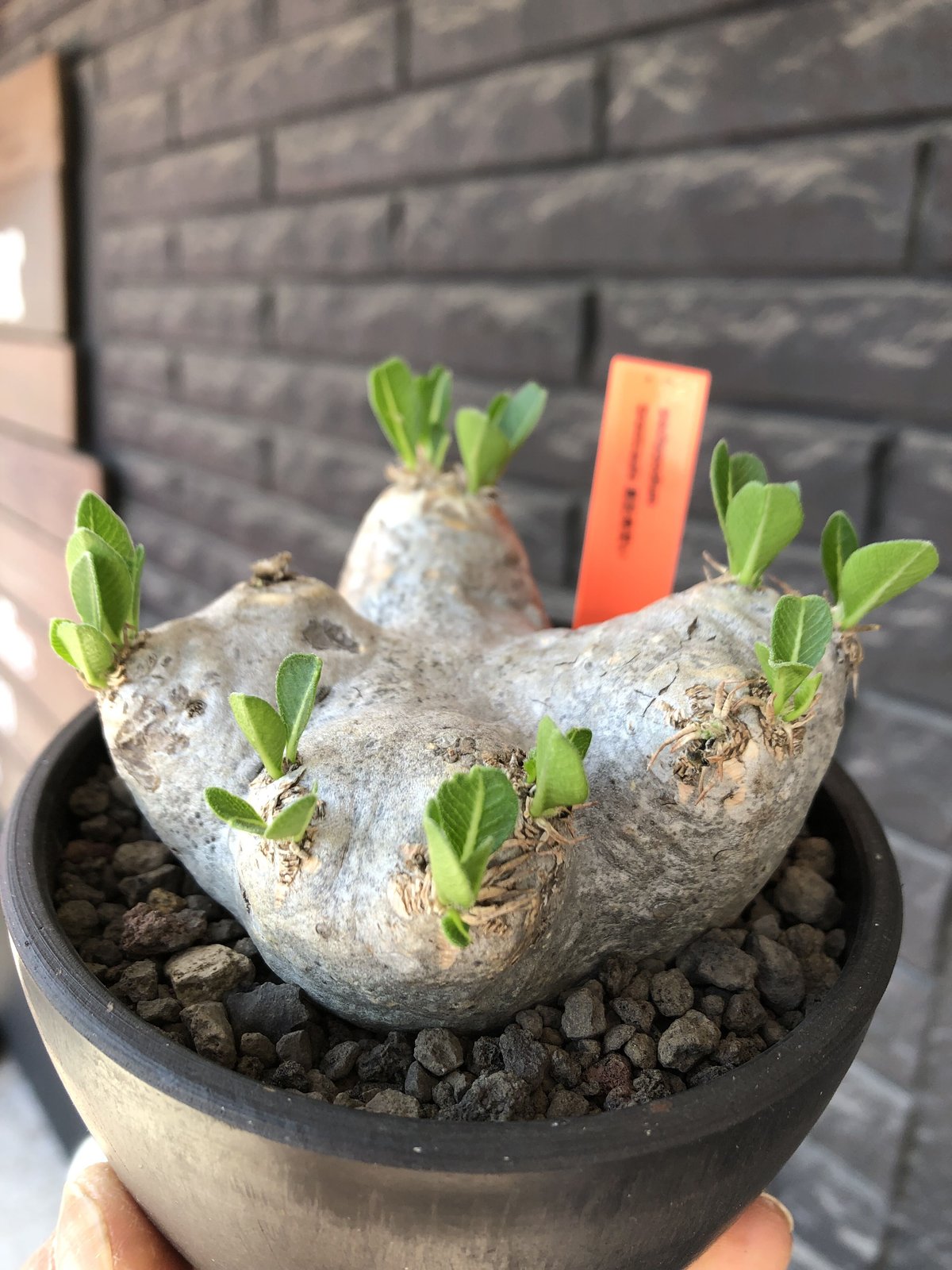 pachypodium brevicaule恵比寿笑い《M size》※現地球発根後店主国内...