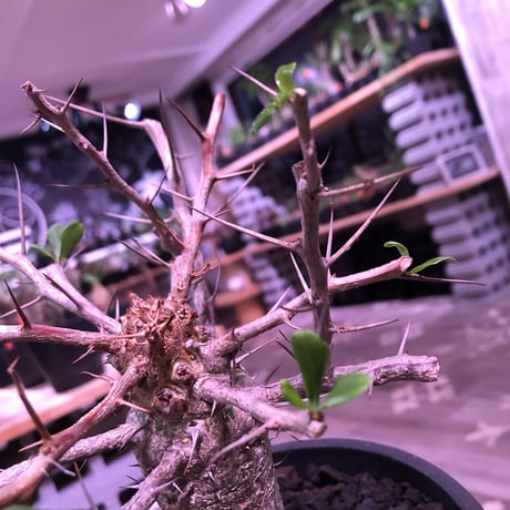 fouquieria    columnaris 観峰玉 《L size》mad  black  marble   bowl  pot  植え　※店主管理6年株