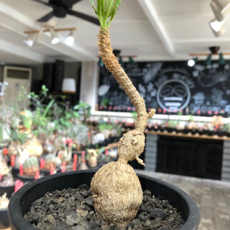 euphorbia cremersii《L size》※現地球株発根済※ぽっこりとまん丸塊根&葉の淵には赤みを持ちギザギザ葉の可愛いCITES1希少種※black pot植え