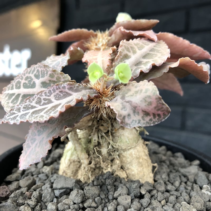 euphorbia francoisii var.crassiccaulis redreef《