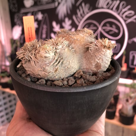 packypodium  brevicaule  恵比寿笑い《大きめS  size》※1箇所だけ離れ小島を持つ特化した樹形が堪らなく可愛い一株※mad black pot植え