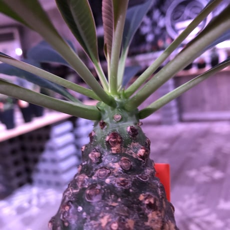 euphorbia   pachypodioides《M size  360度 ぼってり丸型》憎めないほどぼってりで愛くるしい1株‼︎　※mad black pot植え‼︎