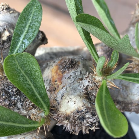 pachypodium brevicalyx《L size》※現地球発根後店主国内管理5年株※美術的interior性高きゴツゴツ肉々しい装いの低重心株※mad black pot植え